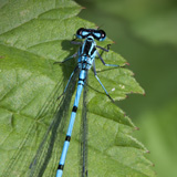 Damselflies and dragonflies